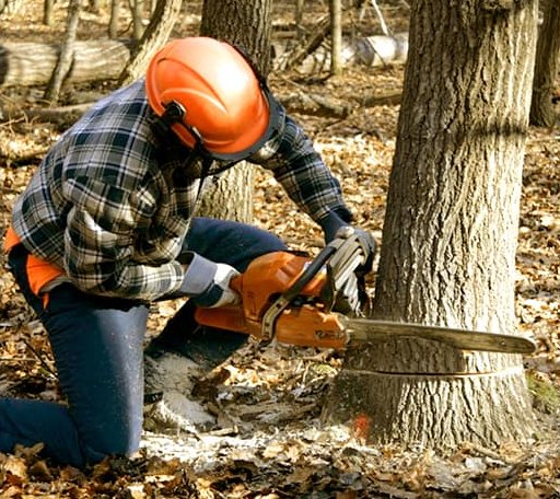 Tree Removal in Walloon Lake, MI